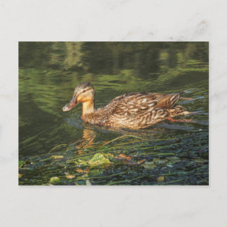Postal Mallard Duck (hembra)