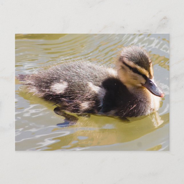 Postal Mallard Duckling (Anverso)