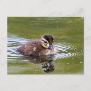 Postal Mallard Duckling