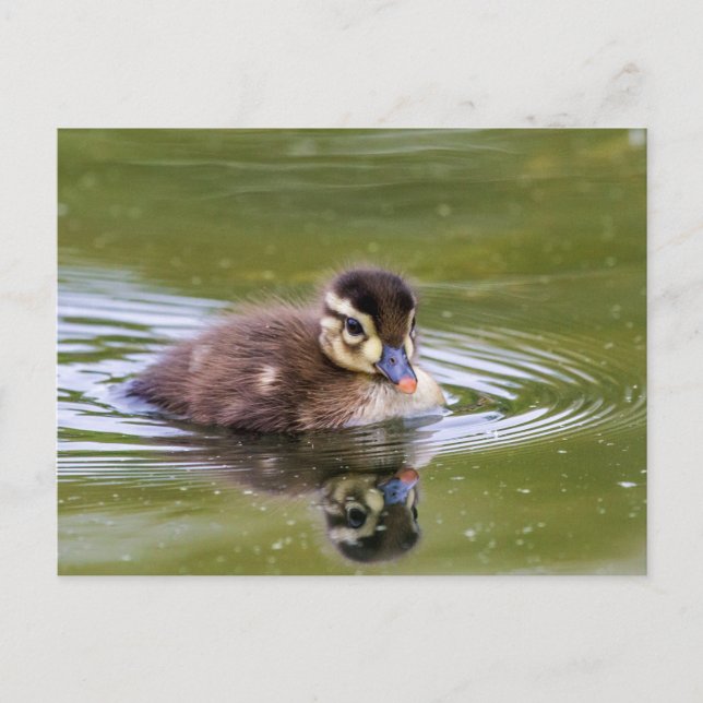 Postal Mallard Duckling (Anverso)