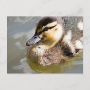 Postal Mallard Duckling