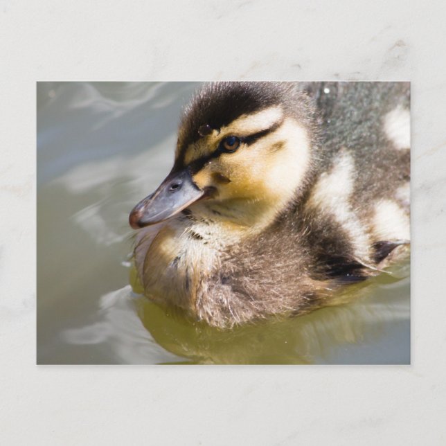 Postal Mallard Duckling (Anverso)