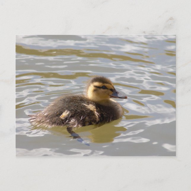 Postal Mallard Duckling (Anverso)