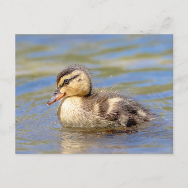 Postal Mallard Duckling (Anverso)