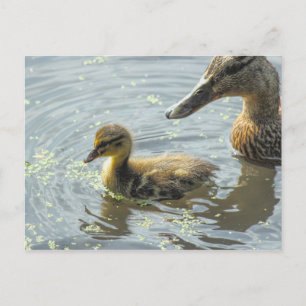 Postal Mallard Duckling con su madre,