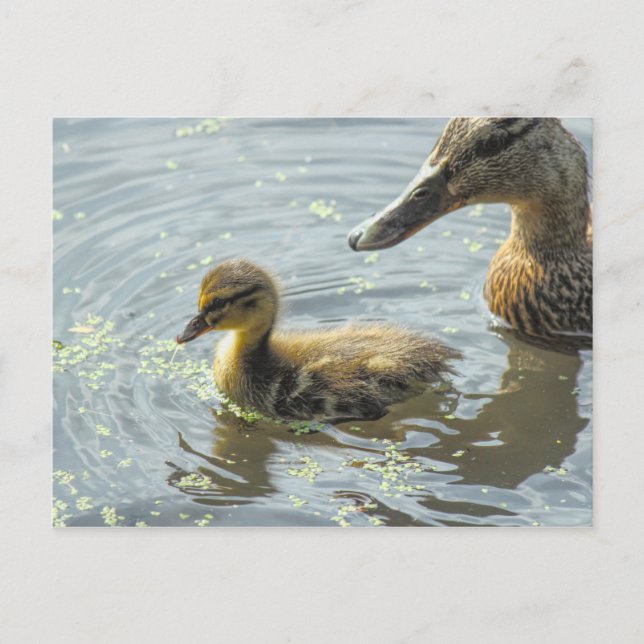 Postal Mallard Duckling con su madre, (Anverso)