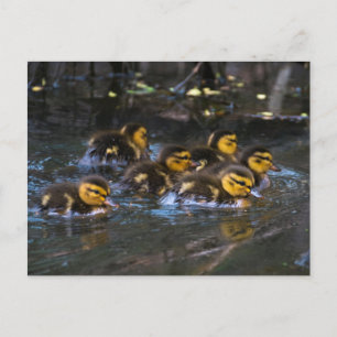 Postal Mallard Ducklings