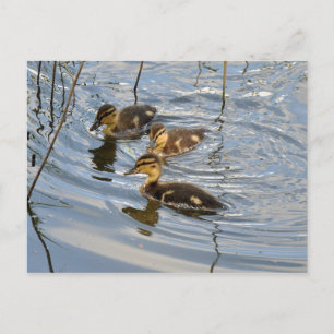 Postal Mallard ducklings