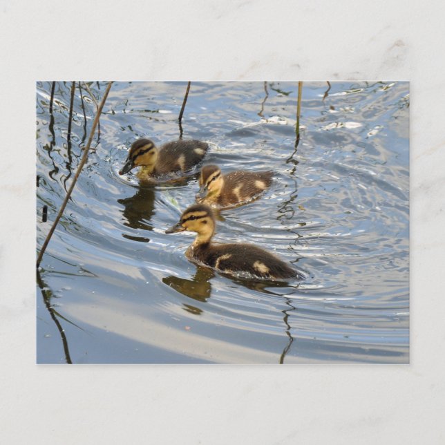 Postal Mallard ducklings (Anverso)