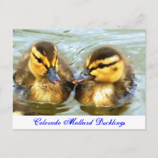 Postal Mallard Ducklings