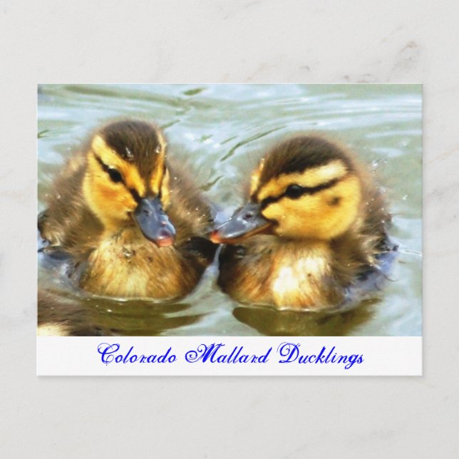 Postal Mallard Ducklings (Anverso)