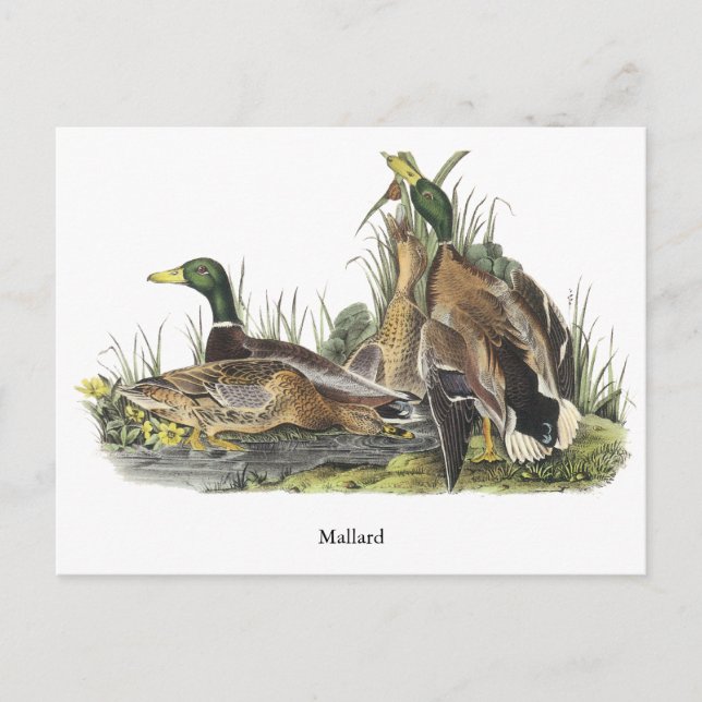 Postal Mallard, John Audubon (Anverso)