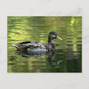 Postal Mallard Mirrored En Green Water