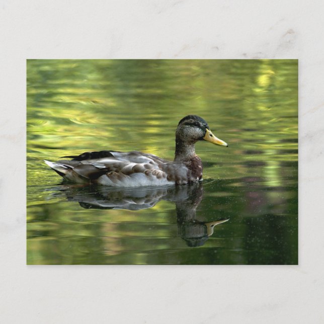 Postal Mallard Mirrored En Green Water (Anverso)