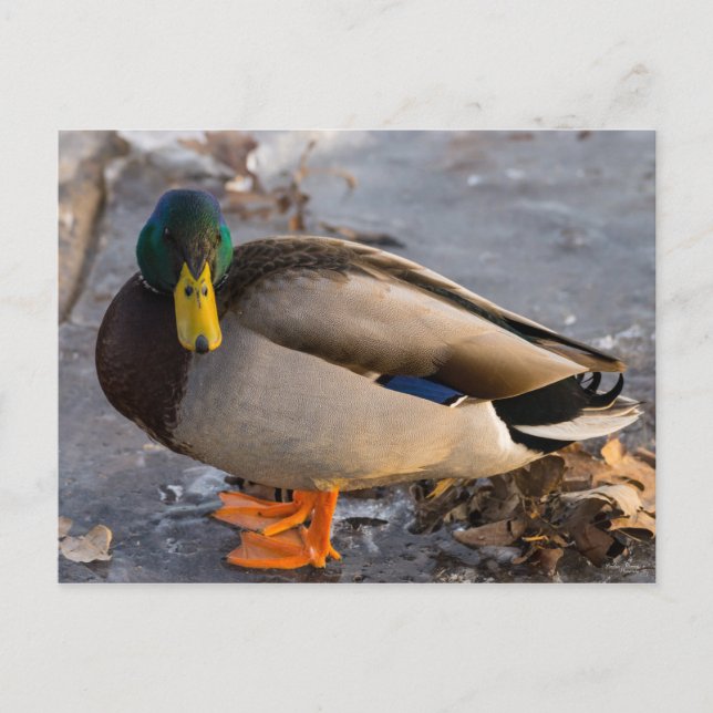 Postal Mallard Sobre Hielo (Anverso)