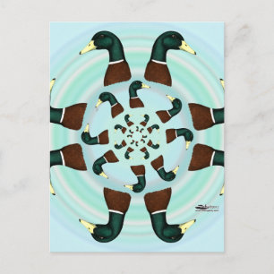 Postal ¡Mallards Galore!