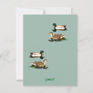 Postal Mallas de los Ducks