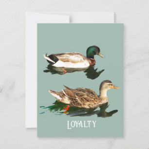 Postal Mallas de los Ducks