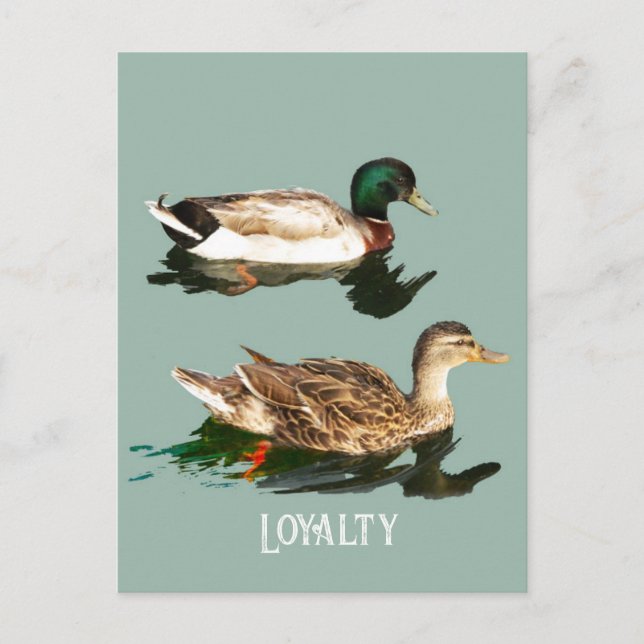 Postal Mallas de los Ducks (Anverso)