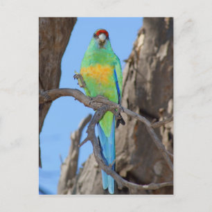 Postal Mallee Ringneck Parrot