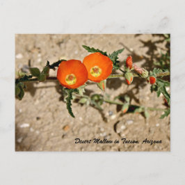 Postal Mallow del Desierto Naranja en Tucson, Arizona