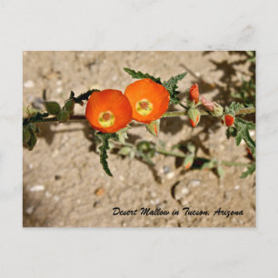 Postal Mallow del Desierto Naranja en Tucson, Arizona