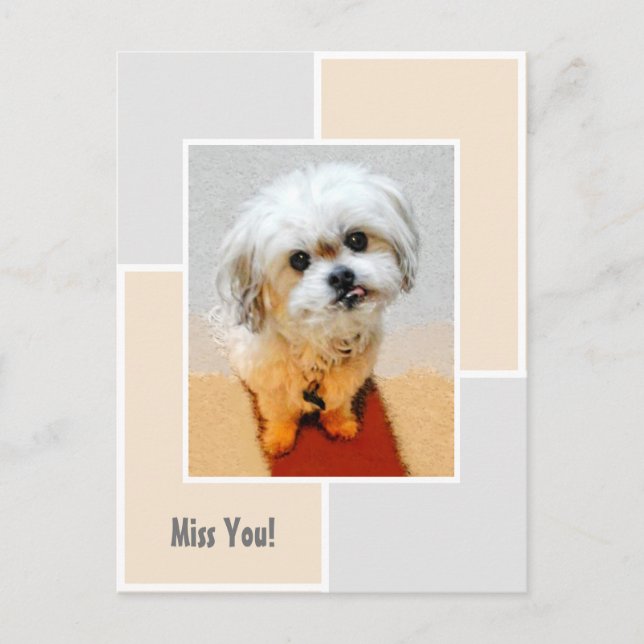 Postal Malshi Dog Miss You Postcard (Anverso)