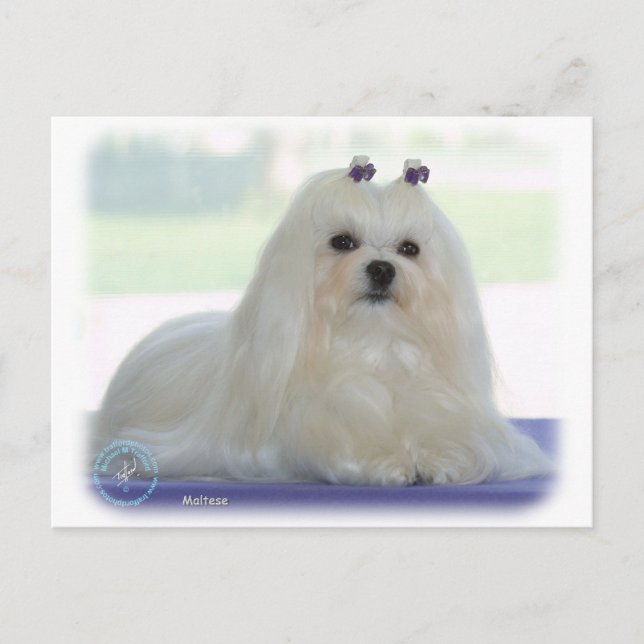 Postal Maltés (Anverso)