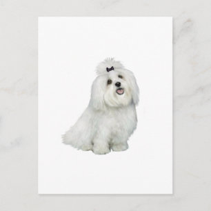 Postal Maltés (A) - con puntas superiores