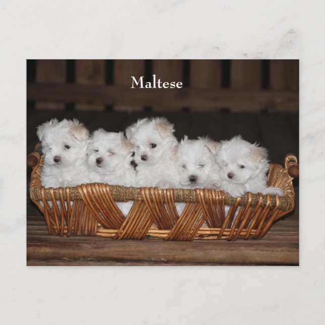 Postal Maltés, cachorros, canasta, "cinco cachorros", bla (Anverso)