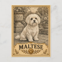 Maltés, perro vintage de herencia