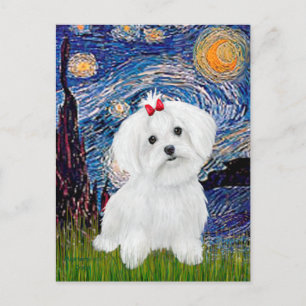 Postal Maltese 8 cachorros - Noche estrellada