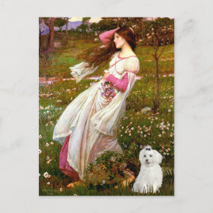 Postal MALTESES 10 - Flores del viento