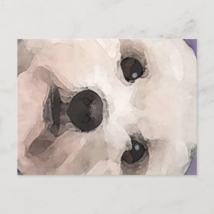 Postal Maltipoo