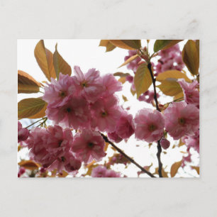 Postal Malus Brandywine Crabapple Blossom