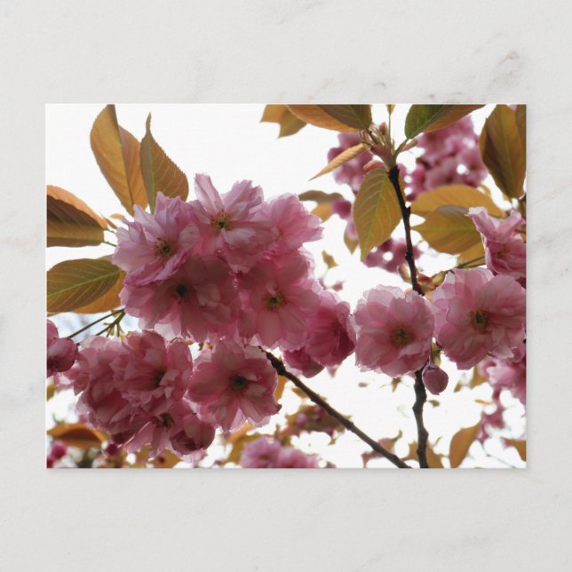Postal Malus Brandywine Crabapple Blossom (Anverso)