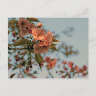 Postal Malus Brandywine Crabapple Blossom