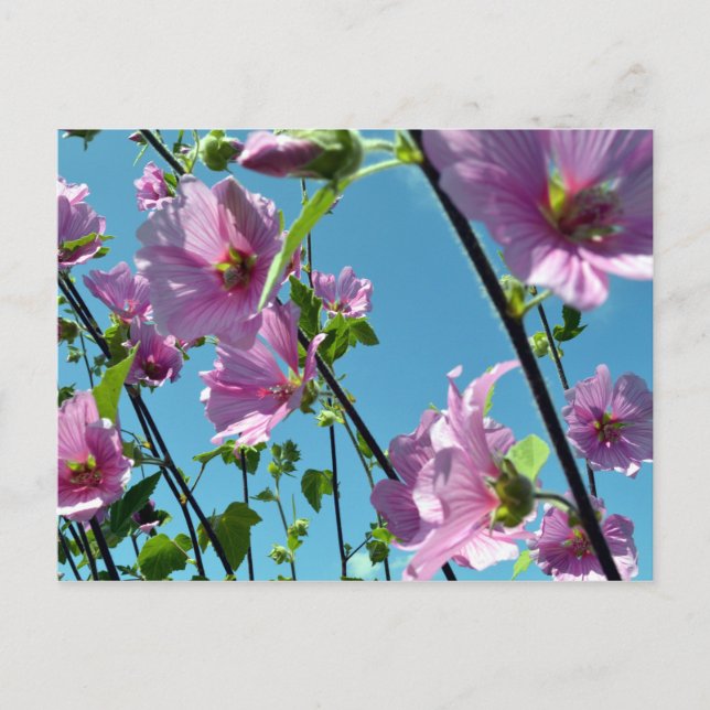 Postal Malva arbórea (Lavatera arborea) (Anverso)