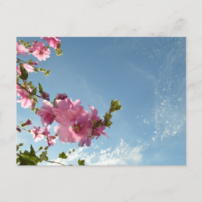 Postal Malva de Árbol Florece & Cielo de Verano (Anverso)