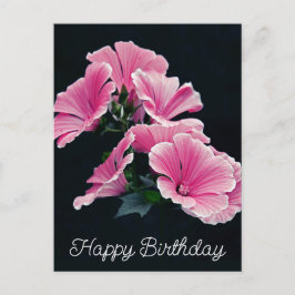 Postal Malva Flor de Malva Rosa Elegante