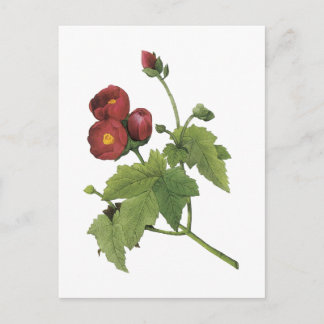 Postal malva morada (Malva purpurea) de Redouté