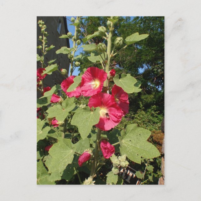Postal Malvarisas rosas (Anverso)