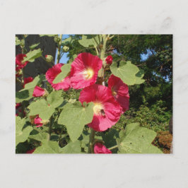 Postal Malvarisas rosas