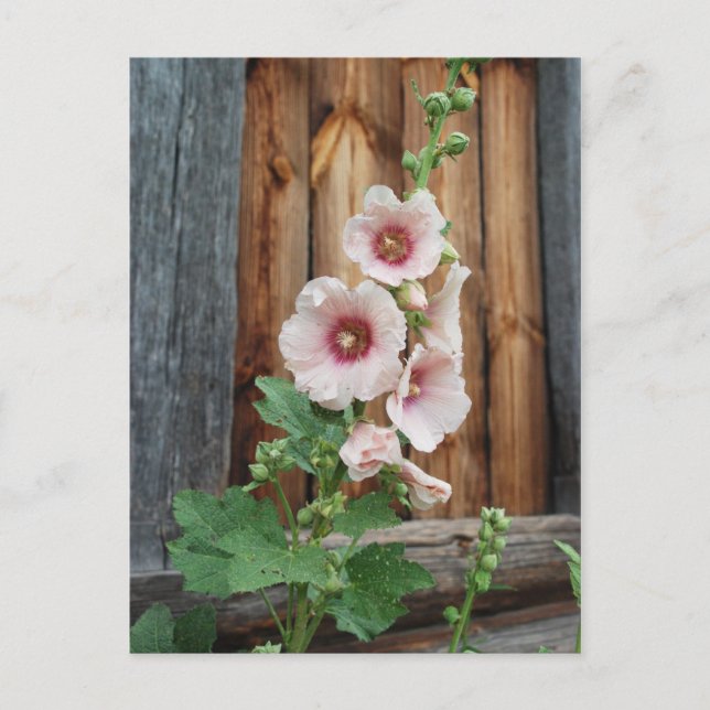 Postal malversar (Anverso)