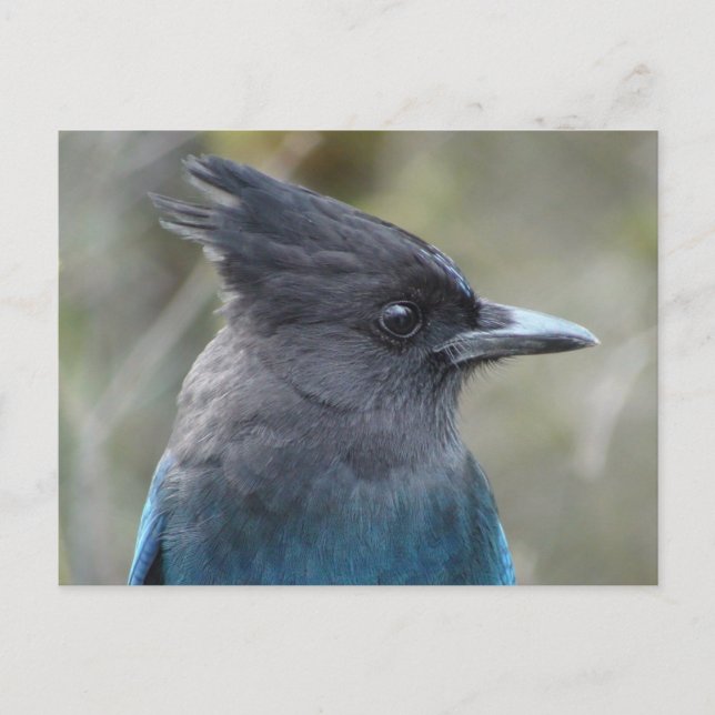 Postal Mama Blue Postcard (Anverso)