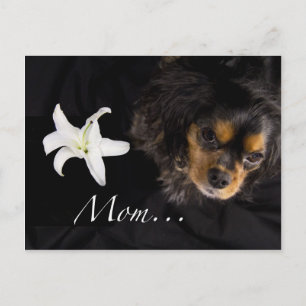 Postal Mamá…Cavalier King Charles Spaniel