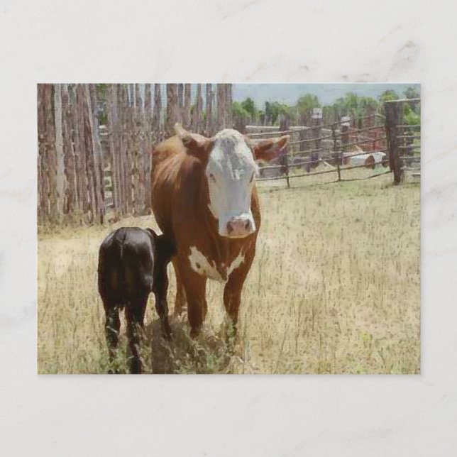 Postal Mama Cow Y Calf (Anverso)