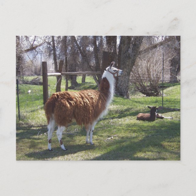 Postal Mamá de la llama y lama del bebé (Anverso)
