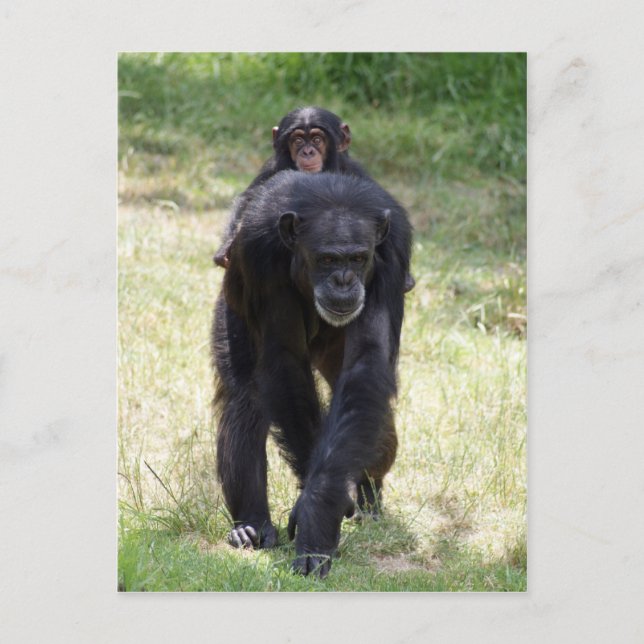 Postal Mamá de marcha atrás (Anverso)