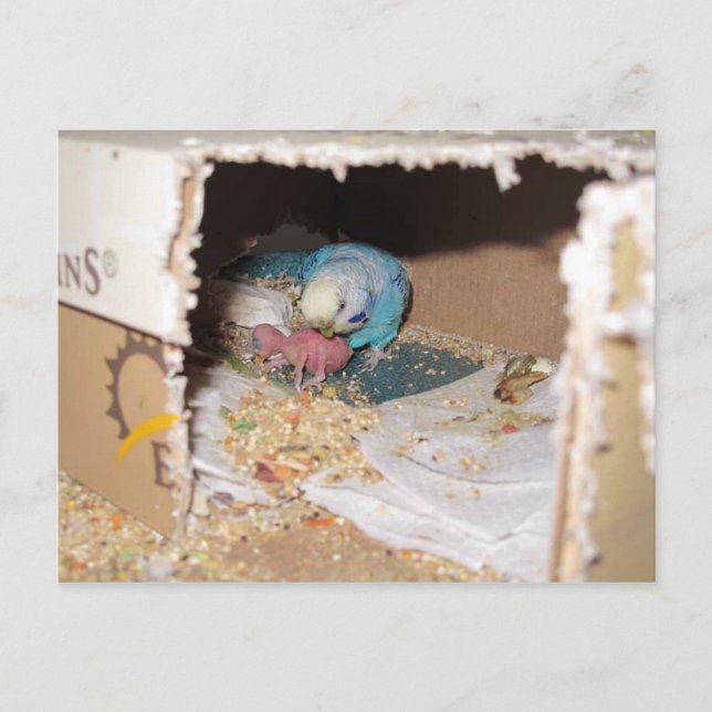 Postal Mama Dexter Y Baby Rufus (Anverso)